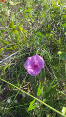 Ipomoea sagittata