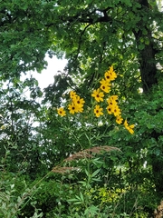 Coreopsis tripteris
