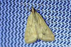 Achyra rantalis