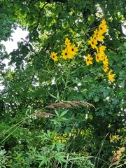 Coreopsis tripteris