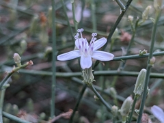 Stephanomeria pauciflora