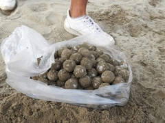 Lepidochelys olivacea