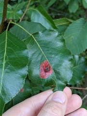 Gymnosporangium sabinae