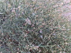 Stephanomeria pauciflora
