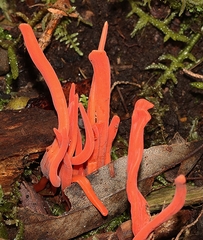 Clavulinopsis