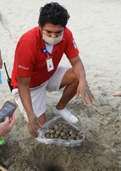 Lepidochelys olivacea