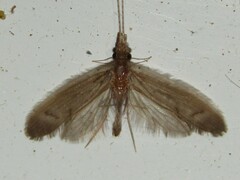 Oecetis
