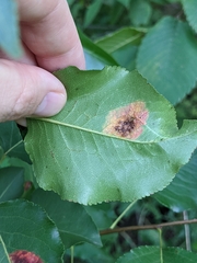 Gymnosporangium sabinae