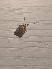 Agonopterix robiniella