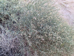 Stephanomeria pauciflora