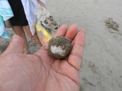 Lepidochelys olivacea