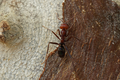 Iridomyrmex