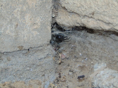 Latrodectus hesperus