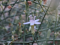 Stephanomeria pauciflora