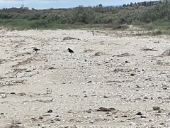 Haematopus longirostris