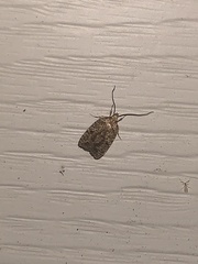 Agonopterix robiniella