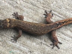 Pseudogonatodes