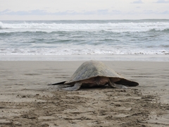 Lepidochelys olivacea
