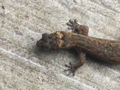Pseudogonatodes