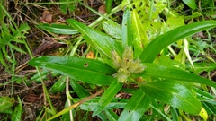 Gentiana cruciata