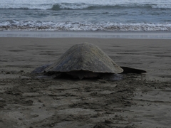 Lepidochelys olivacea