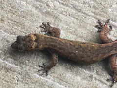 Pseudogonatodes