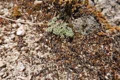 Oreonana clementis