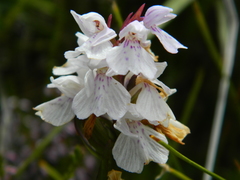 Dactylorhiza maculata ericetorum