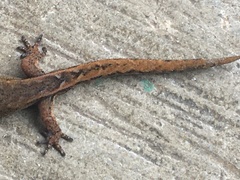 Pseudogonatodes