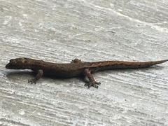 Pseudogonatodes