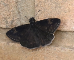 Erynnis zarucco