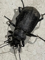 Calosoma