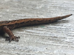 Pseudogonatodes