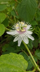 Passiflora foetida