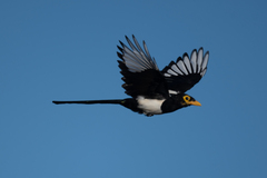 Pica nuttalli