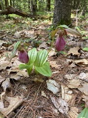 Cypripedium acaule