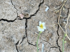 Chloracantha spinosa