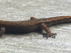 Pseudogonatodes