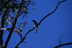 Anthochaera carunculata