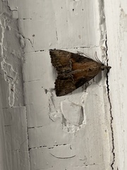 Hypena