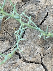 Chloracantha spinosa