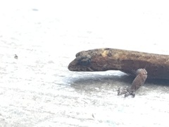 Pseudogonatodes