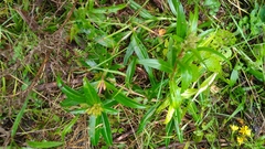 Gentiana cruciata