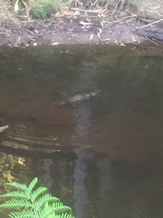 Ornithorhynchus anatinus