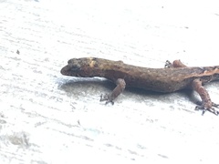Pseudogonatodes