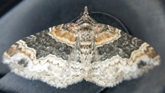 Xanthorhoe ferrugata