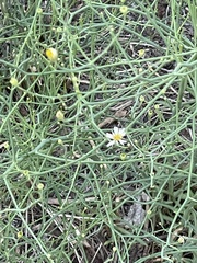 Chloracantha spinosa