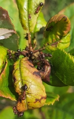 Formica integra