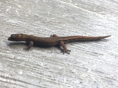 Pseudogonatodes