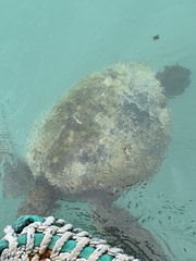 Chelonia mydas